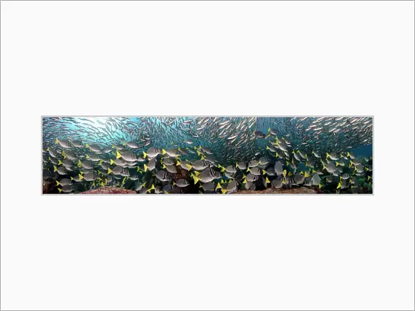 Schooling Black Striped Salema  /  Snapper (Xenocys jessiae) and Yellowtail Surgeonfish (Prionurus laticlavius). Galapagos Islands, Equador. Three images were stitched to create this panorama