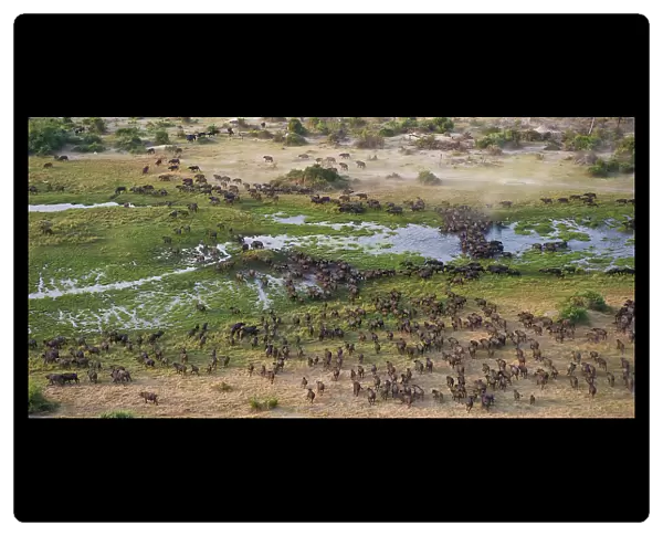 Cape Buffalo (Syncerus caffer) aerial view of herd crossing a water channel in the Okavango Delta, Botswana