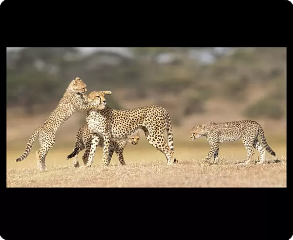 RF - Cheetah (Acinonyx jubatus) female playing with three cubs (age around 5 months) Ngorongoro Conservation Area, Tanzania. (This image may be licensed either as rights managed or royalty free.)