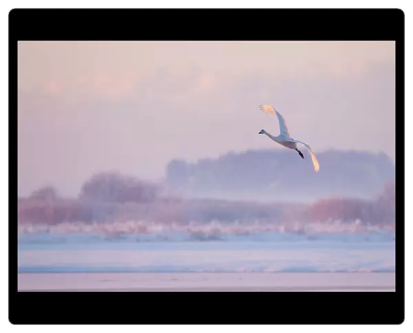 Whooper swan (Cygnus cygnus) in flight over frozen lake at dusk, Lancashire, UK December