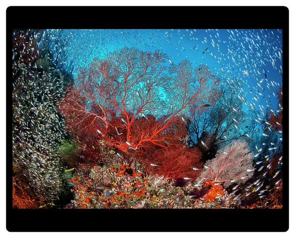 Red sea fan (Melithaea sp.) is surrounded by Glassfish ( Apogon sp.) on a coral reef. Daram Islands, Misool, Raja Ampat, West Papua, Indonesia. Ceram Sea. Tropical West Pacific Ocean