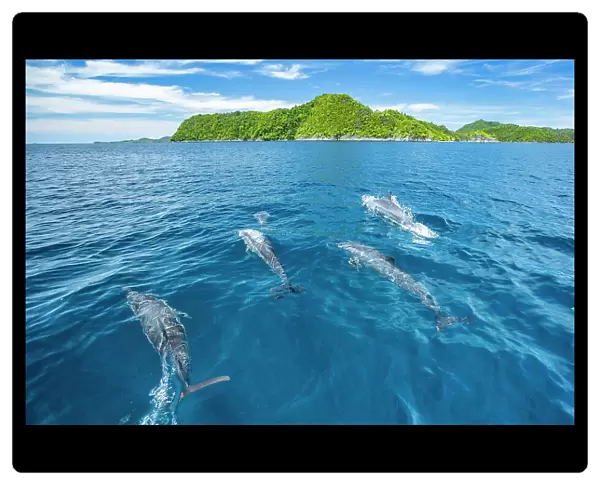Spinner dolphins (Stenella longirostris) swimming close to surface with islands in background, Raja Ampat, Indonesia, Pacific Ocean