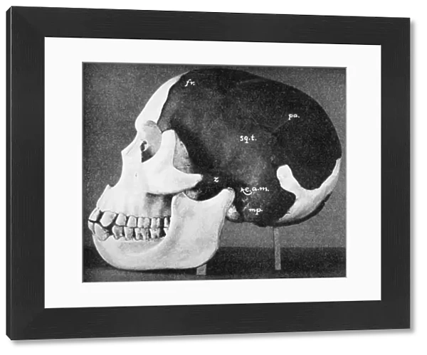 Model of the skull of Piltdown Man (Eanothropus dawsoni), 1914. Artist: Dr Smith Woodward