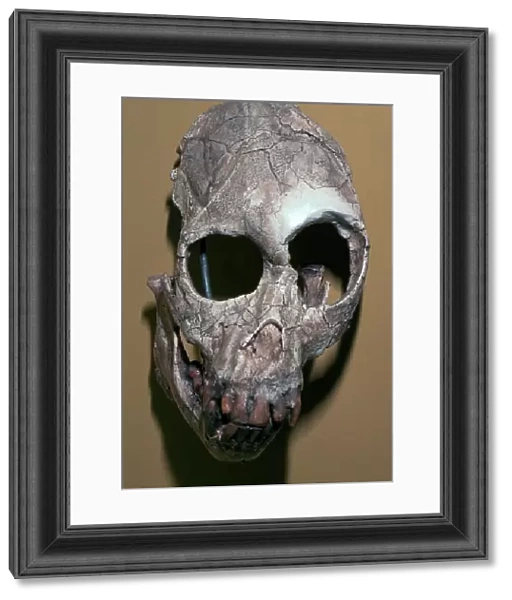 Skull of Proconsulus Africanus