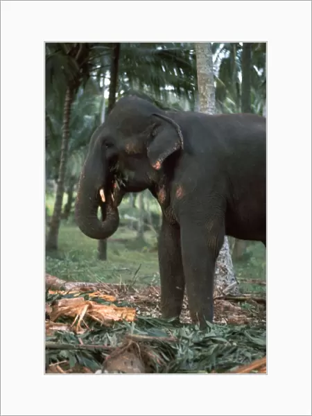 Elephant eating in Sri Lanka. Artist: CM Dixon
