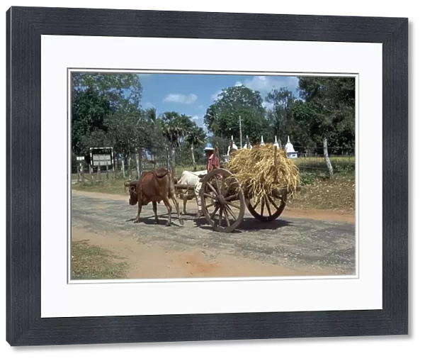 Sri Lankan bullock cart. Artist: CM Dixon