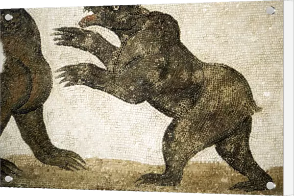 Bears Fighting, detail of Roman floor mosaic, from Utica, Tunisia, c3rd century