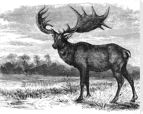 Reconstruction of the Irish elk (Megaloceros), c1880