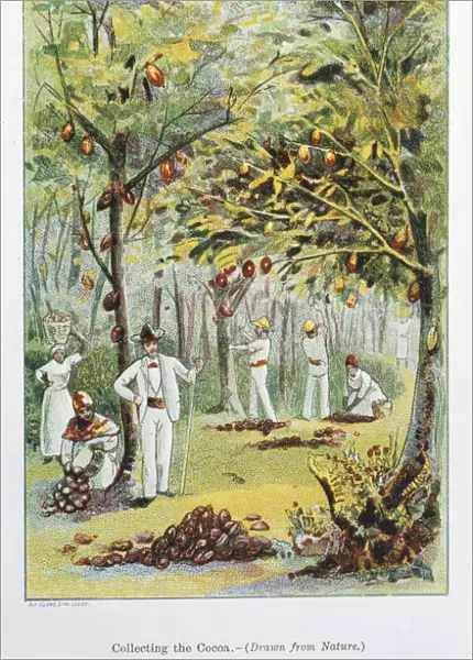 Collecting cocoa, Venezuela, 1892