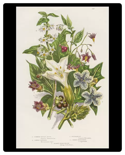 Poisonous plants, c1885