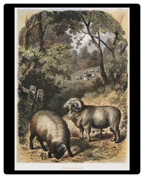 Merino sheep, c1860