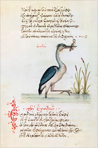 The Heron, 1564