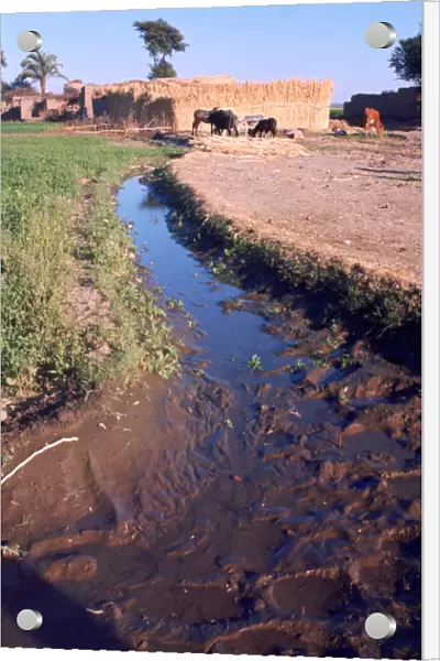 Animals grazing beside an irrigation or drainage ditch, Egypt, 20th Century
