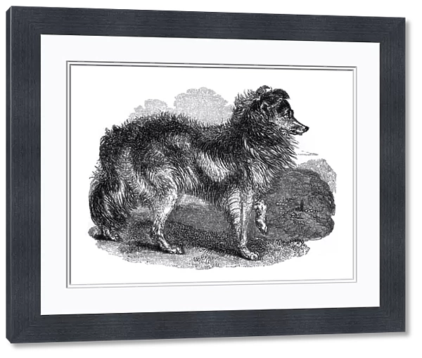 Shepherds dog, 1848