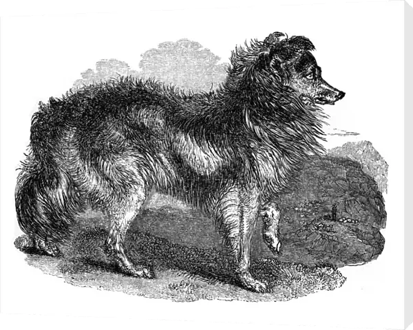Shepherds dog, 1848