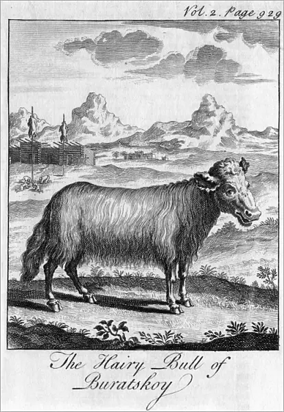 The Hairy Bull of Buratskoy, c18th century