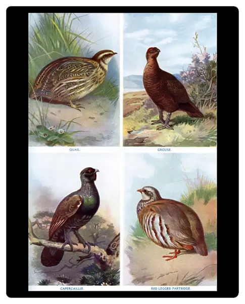 Game birds from Harmsworth Natural History, 1910 (1911-1912). Artist: Richard Lydekker