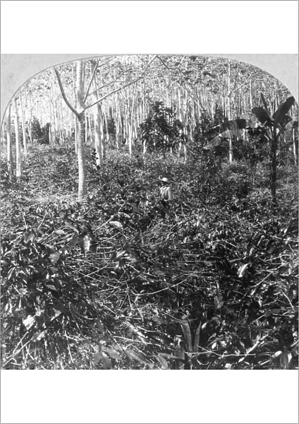 A coffee plantation, Jamaica, c1900s. Artist: CH Graves