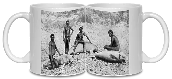 Speared manatee, north-west Australia, 1922