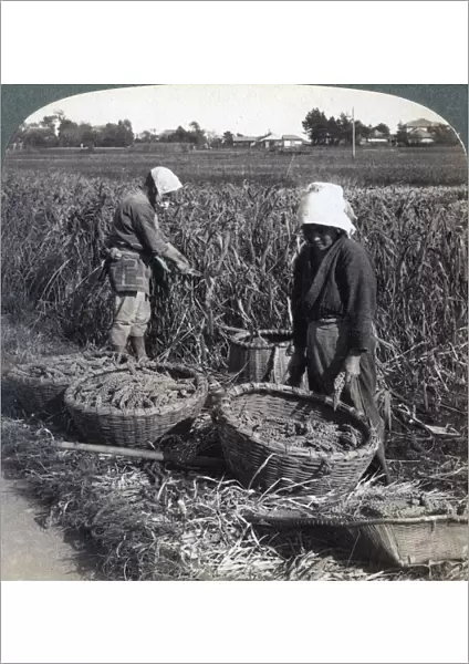 Peasants cutting millet, near Yokohama, Japan, 1904. Artist: Underwood & Underwood