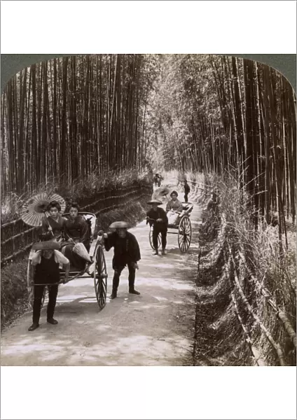 Bamboo avenue, looking south-west, near Kiyomizu, Kyoto, Japan, 1904. Artist: Underwood & Underwood
