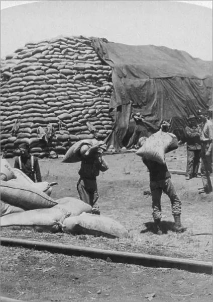 Tons upon tons of oats for Tommys faithful friend, De Aar, South Africa, Boer War, 1900. Artist: Underwood & Underwood
