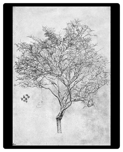 Study of a lemon tree, 1899