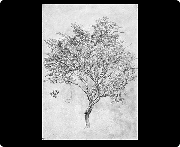 Study of a lemon tree, 1899