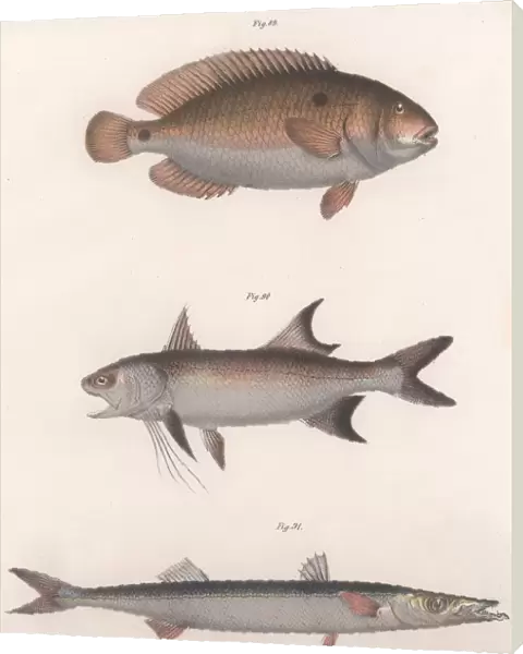 Two-spot Bimaculus, African Redfin, Common Barracuda, c. 1850s