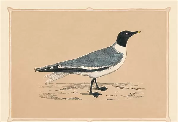 Gull, (Laridae), c1850, (1856)