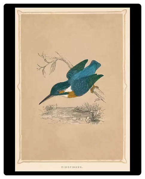 Kingfisher, (Alcedines), c1850, (1856)
