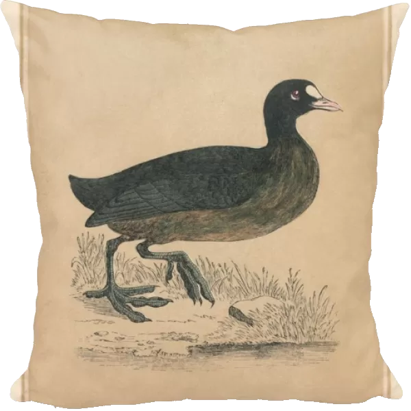 Coot, (Fulica), c1850, (1856)
