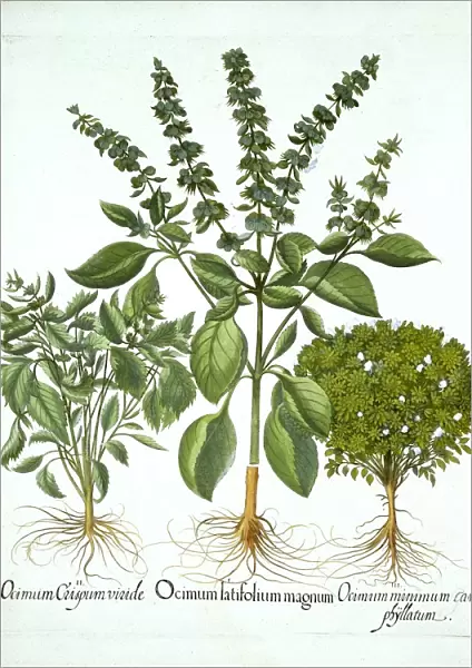 Holy Basil, and Two Further Varieties of Basil, from Hortus Eystettensis, by Basil Besler