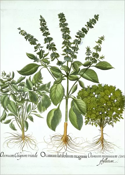Holy Basil, and Two Further Varieties of Basil, from Hortus Eystettensis, by Basil Besler