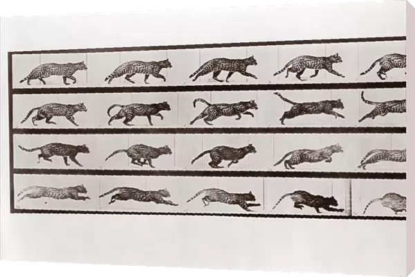 Cat Trotting and galloping, Plate 717 from Animal Locomotion, 1887 (photograph)