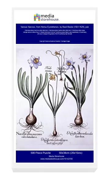 Various Narcissi, from Hortus Eystettensis, by Basil Besler (1561-1629), pub