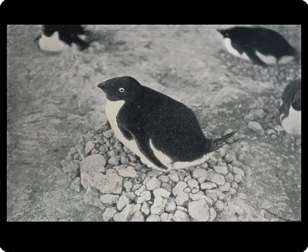 This Penguin Has An Industrious Mate, c1911, (1913). Artist: Herbert Ponting
