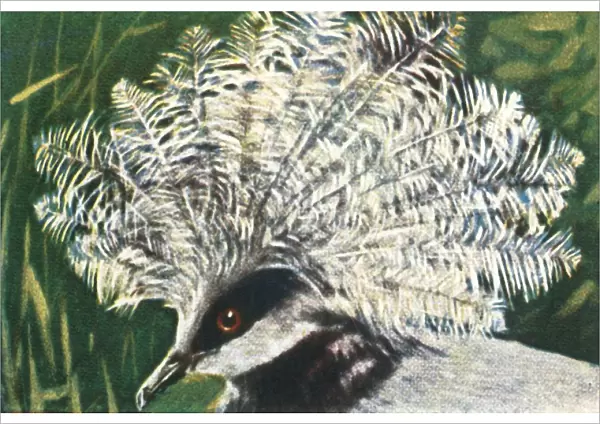 Western crowned pigeon, c1928. Creator: Unknown