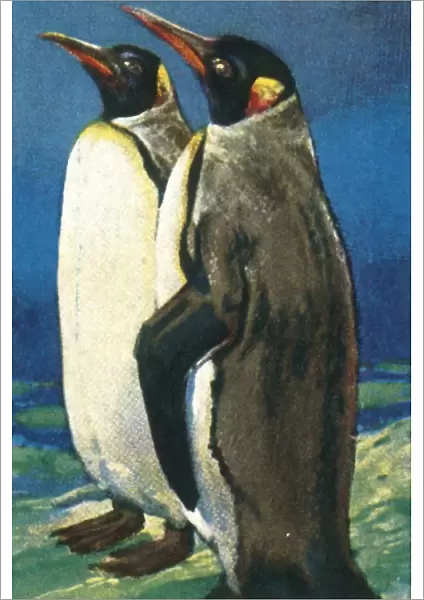 King penguins, c1928. Creator: Unknown