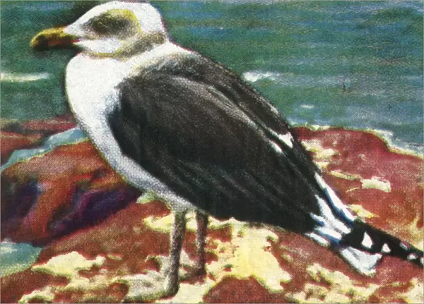 Dominican gull, c1928. Creator: Unknown