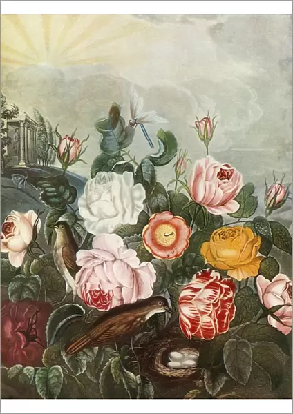 Roses, c1805, (1948). Creator: Richard Earlom