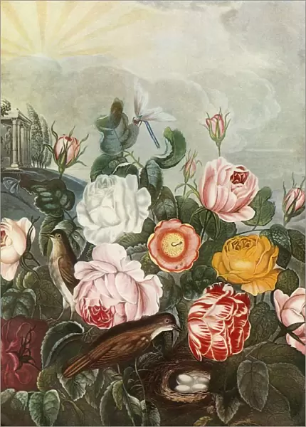 Roses, c1805, (1948). Creator: Richard Earlom