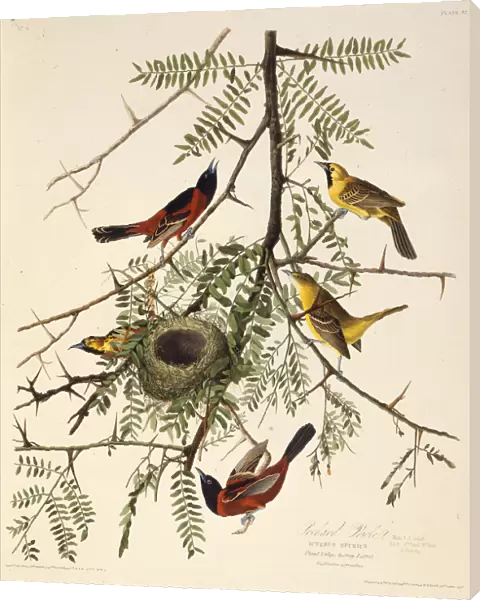 The orchard oriole. From The Birds of America, 1827-1838. Creator: Audubon