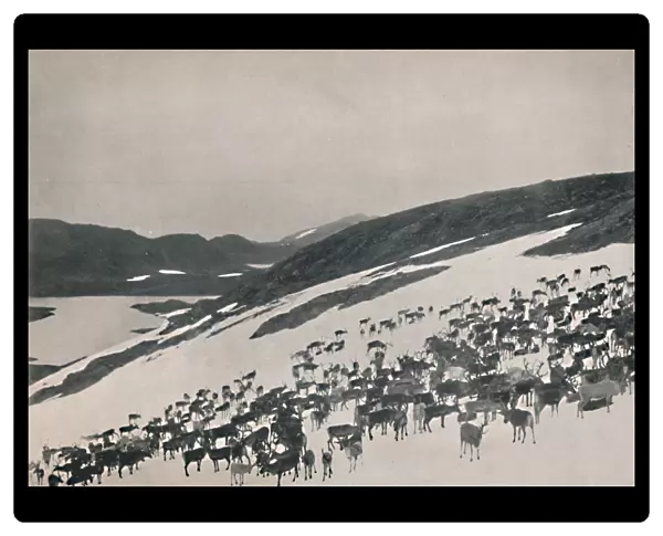 Reindeer on the Mountains, 1914. Creator: Unknown