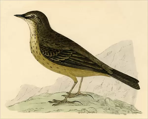 Rock Pipit, late 19th century. Creator: Unknown