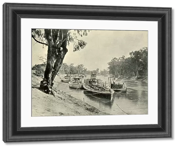 Murray Barges and Steamboats at Echuca, 1901. Creator: Unknown