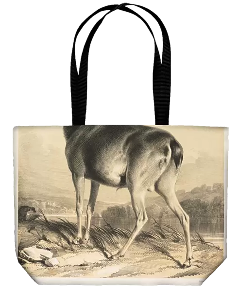 Fallow Deer. Creator: William Barraud (British, 1810-1850); Henry Barraud (British