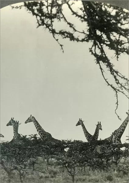 Giraffes in the Kruger National Park, Transvaal, the Game Sanctuary of South Africa, c1930s