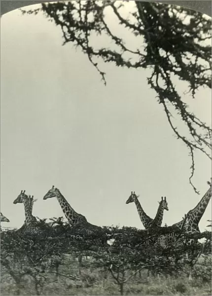 Giraffes in the Kruger National Park, Transvaal, the Game Sanctuary of South Africa, c1930s