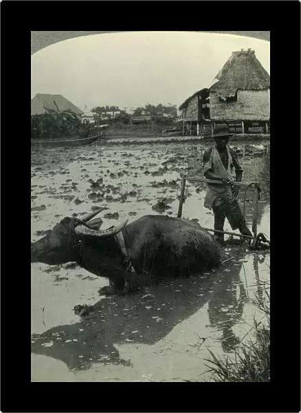 A Filipino Farmer with His Water Buffalo Harrowing a Flooded Rice Field, Luzon, P